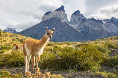 Preview: Guanaco
