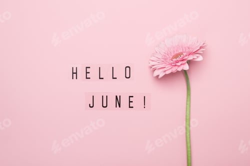 Preview: Hello June text and pink gerbera flower on pink background. Hello June concept