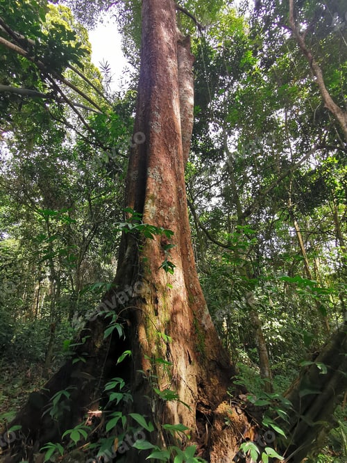 Preview: Image from below of a big tree in the forest.