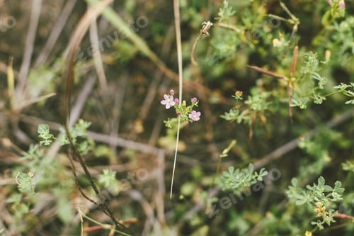 Preview: Wildflowers in summer meadow. Pink flowers close up in countryside