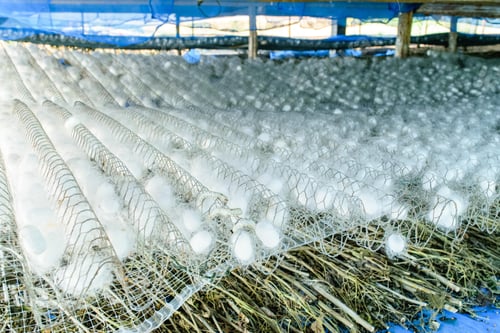 Preview: white silk cocoon, silky, fiber