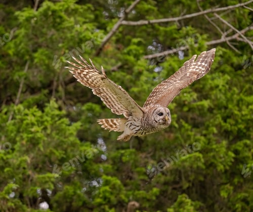 Preview: Beautiful view of an owl flying in a forest
