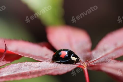 Preview: Ladybug on a red leaf