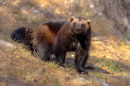 Preview: Wolverine walking in nature of Finland