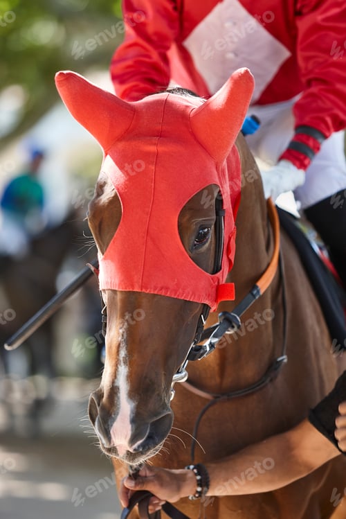 Preview: Race horse head detail. Purebred in the hippodrome. Turf
