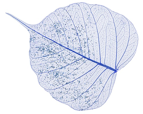 Preview: Single skeleton leaf isolated on white background