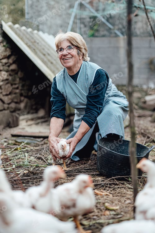 Preview: Senior woman working on a farm feeding chickens. Rural work, Elderly farmer person smiling in camera