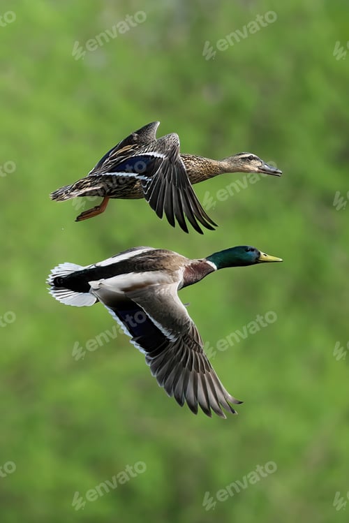Preview: View of beautiful Mallard Ducks flying in the sky on a sunny day