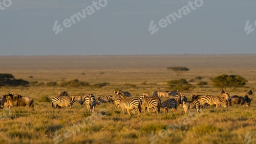 Preview: Zebras grazing in the golden light of a savanna sunset.
