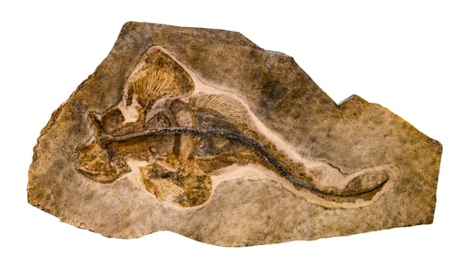 Preview: Marine animal Pseudorhina alifera fossil