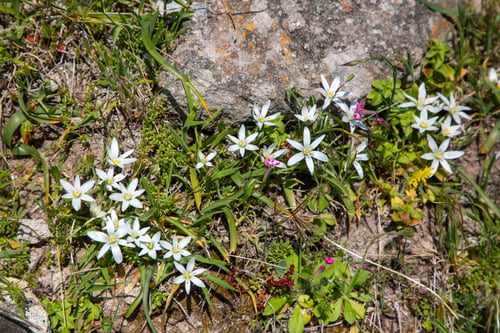 Preview: Ornithogalum umbellatum. Wild flowers in their natural environment.