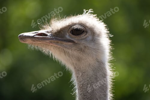 Preview: Ostrich standing against blurred background