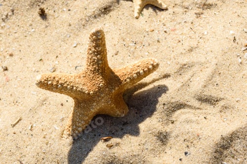 Preview: Sea star on the sand on the ocean on a warm summer day