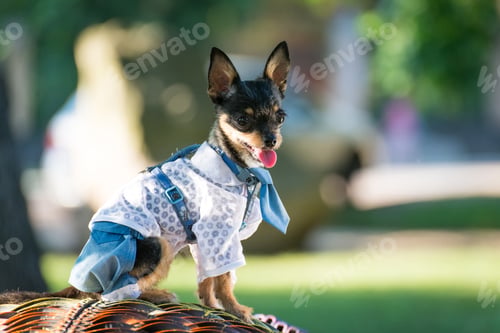 Preview: A little dog in elegant clothes