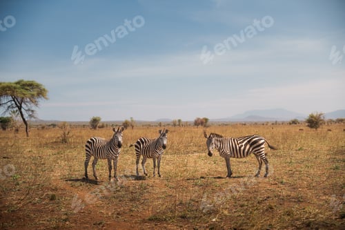 Preview: Zebras enjoying tarangire national park in tanzania, africa