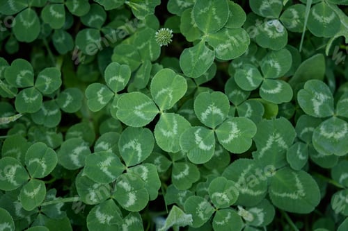 Preview: Clover leaves background.