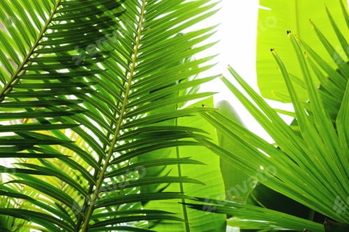 Preview: Palm leaves full frame natural background
