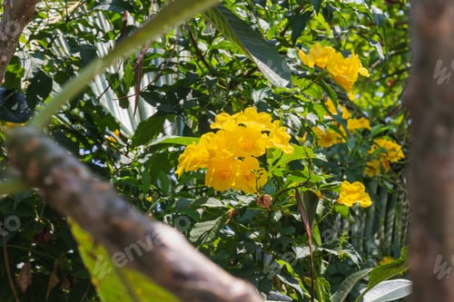Preview: Fresh Natural flower in bright day,beautiful yellow flowers in garden surrounded by greenery
