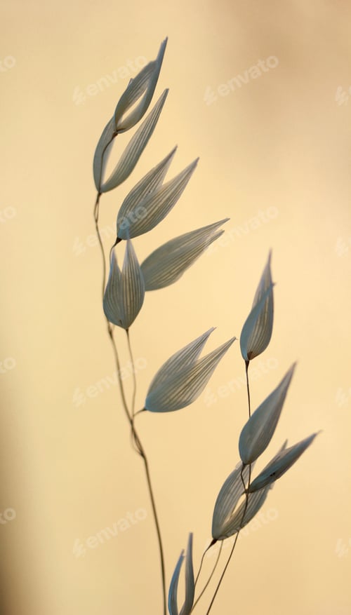Preview: Wild Oat (Avena fatua/sterilis)