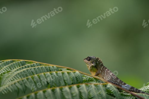 Preview: Alert Green Crested Lizard on a bright green leaf in a sunlit outdoor setting