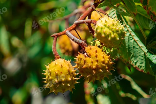 Preview: Ripe chestnuts on a tree branch. Shell with thorns. Sunny autumn day. Front view.