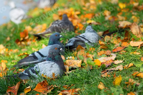 Preview: Pigeons in the wild