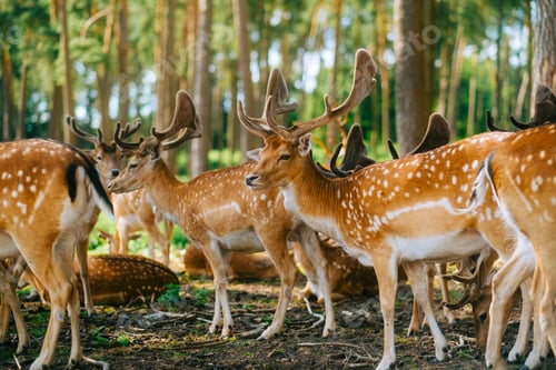 Preview: Red deer fallow deer majestically powerful animal in the forest. Animals in the natural forest.
