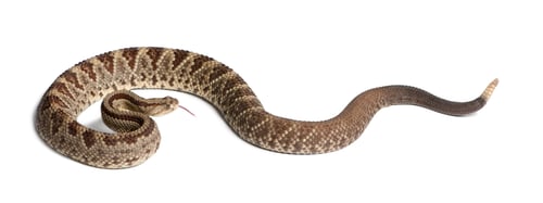 Preview: South American rattlesnake - Crotalus durissus, poisonous, white background