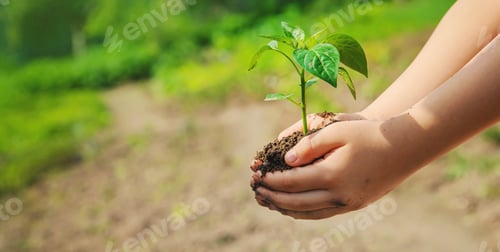 Preview: A child with seedlings in his hands in the garden. Selective focus.