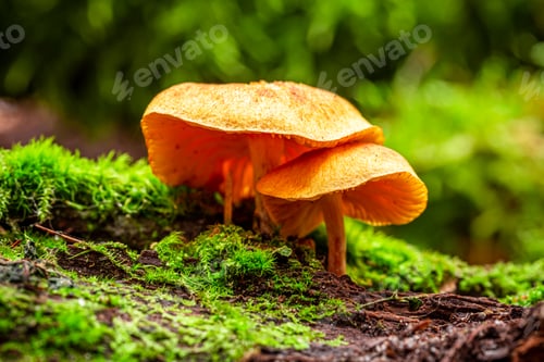 Preview: Closeup of wild mushrooms growing on green moss