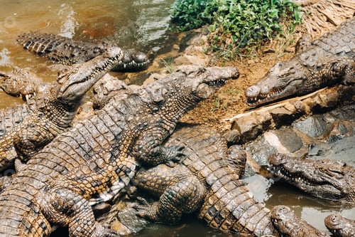 Preview: Crocodile Park on the island of Mauritius. La Vanilla Nature Park.Crocodiles