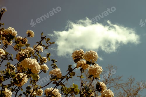 Preview: Tree branches with white blossoms against a cloudy sky