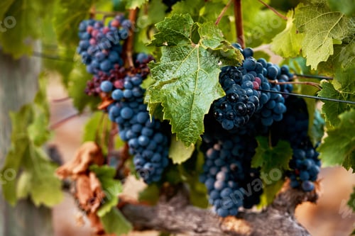Preview: Juicy, yummy grapes