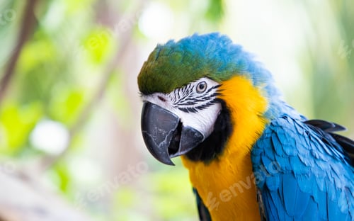 Preview: beautiful Blue-and-Yellow Macaw in rainforest