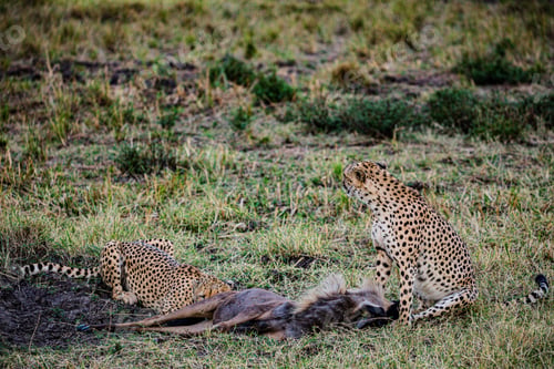 Preview: Cheetah Wildlife Wild Animas Maasai Mara National Game Reserve Kenya