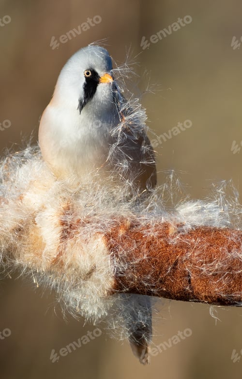 Preview: Bearded reedling, Panurus biarmicus. The male bird fluffs up the cattail