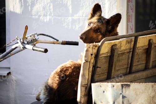 Preview: A pet dog sits on a bench and looks at the camera