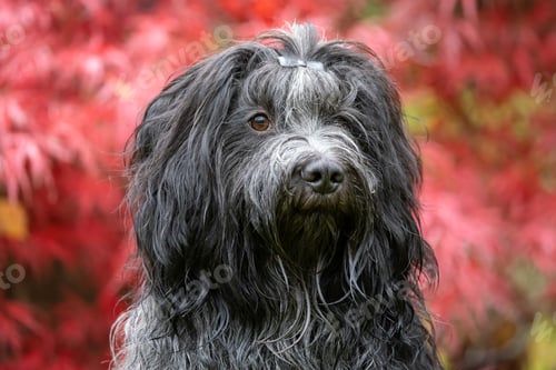 Preview: domestic pet, Dutch sheepdog, Schapendoes