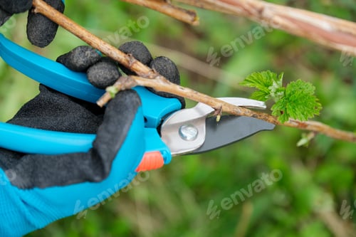 Preview: Closeup of hands doing spring pruning of raspberry bushes, gardener in gloves with garden pruner.
