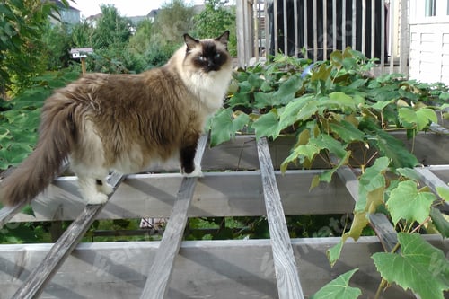 Preview: Ragdoll cat enjoys outdoor walking over pergola overgrown with grape