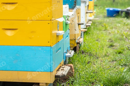 Preview: Hives in an apiary with bees flying to the landing boards in a green garden