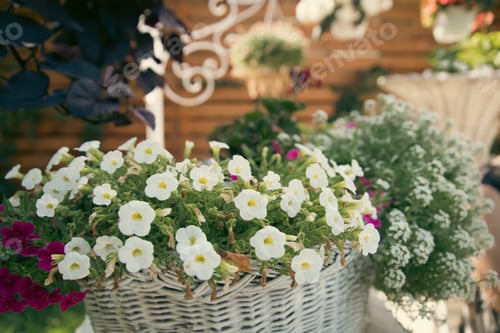 Preview: Decorative garden flowering plant.