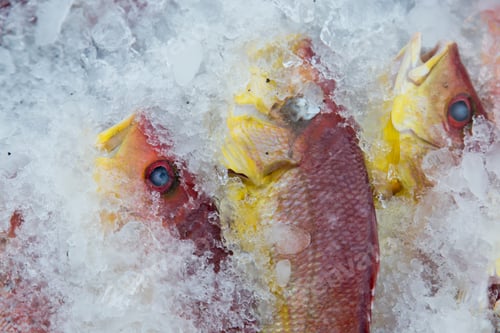Preview: Fresh seafood