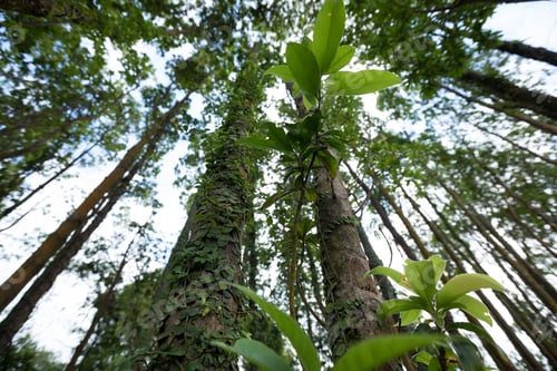 Preview: Parasitic vine wrapped around tree trunk in tropical forest