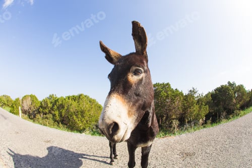 Preview: Wild funny donkey outdoors
