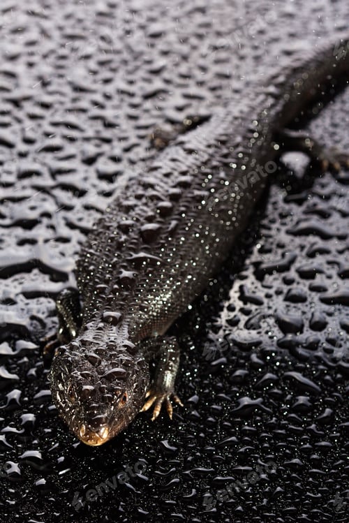 Preview: Black blue tongued lizard in wet dark shiny environement