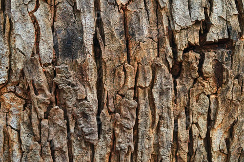 Preview: Background of the textured tree trunk