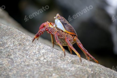 Preview: Selective focus shot of a spotted red crab on a stone