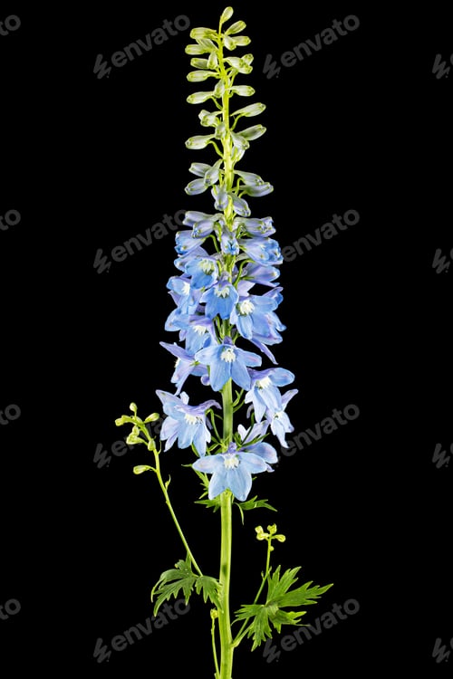 Preview: Inflorescence of blue delphinium flowers, lat. Larkspur, isolated on black background
