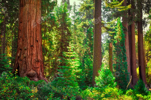 Preview: Green Sequoia Forest, General Grant Grove, Sequoia & Kings Canyon National Park